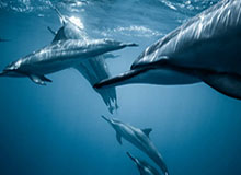 三球加盟哪支球队？球爹心中早有答案 仅中意2队